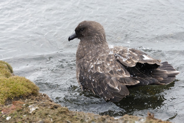 Scua sull'acqua