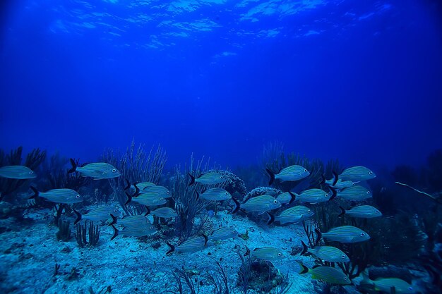 scuola di pesce foto subacquea, Golfo del Messico, Cancun, risorse di pesca biologica