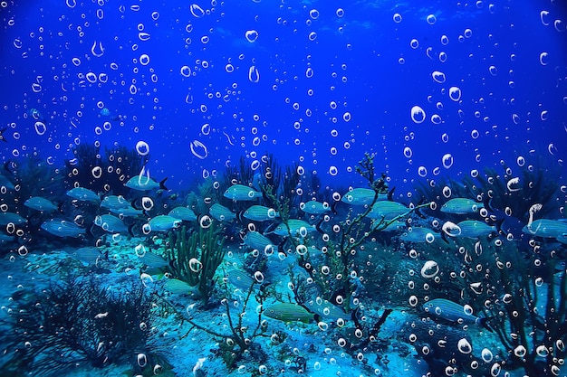 scuola di pesce foto subacquea, Golfo del Messico, Cancun, risorse di pesca biologica