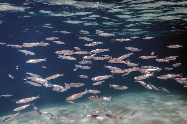 Scuola di pesce sott'acqua. Fondo subacqueo dei pesci.