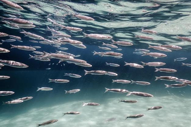 Scuola di pesce sott'acqua. Fondo subacqueo dei pesci.