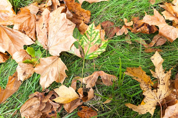 Sdraiato a terra Le foglie cadute sugli alberi nella stagione autunnale.