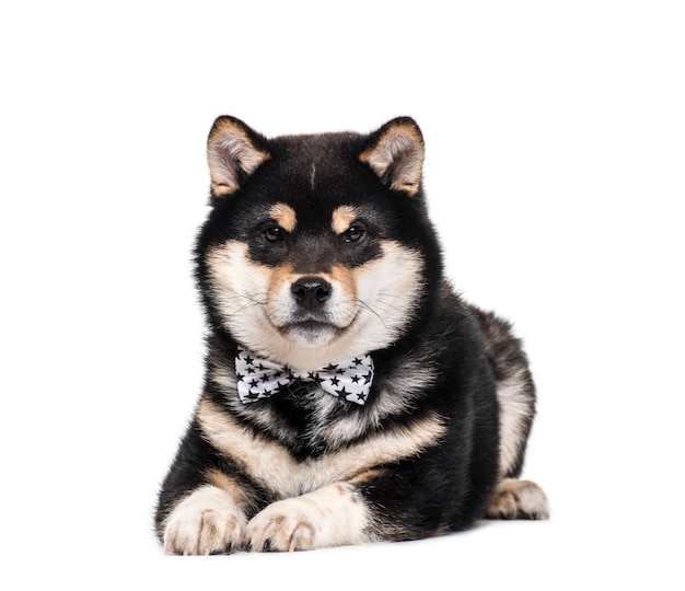 Sdraiato Shiba Inu Cane che indossa un papillon