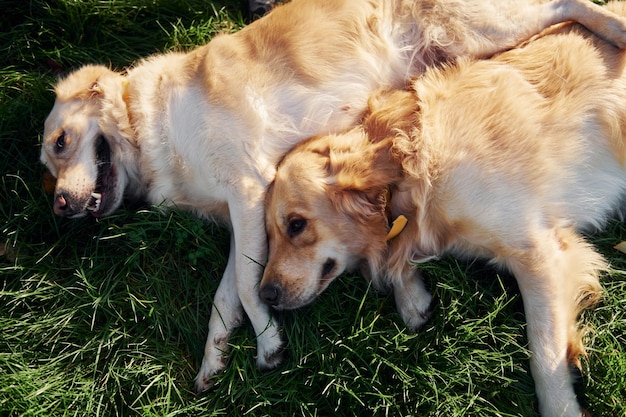 Sdraiato sull'erba Due bellissimi cani Golden Retriever hanno una passeggiata all'aperto nel parco insieme