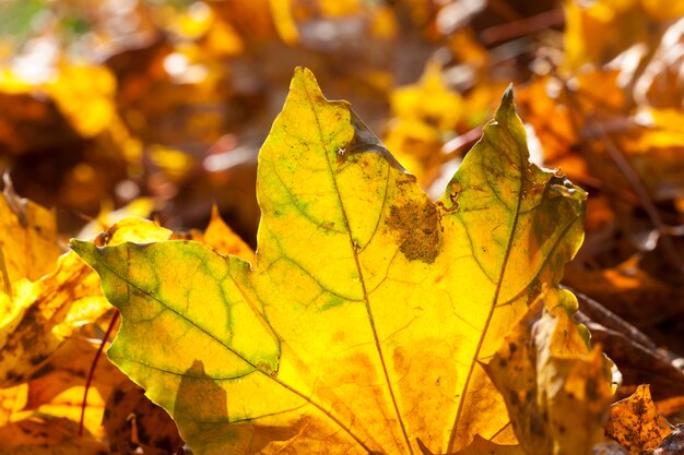 Sdraiato sulle foglie di acero gialle a terra nella stagione autunnale. Posizione nel parco. Piccola profondità di campo. Retroilluminazione sole