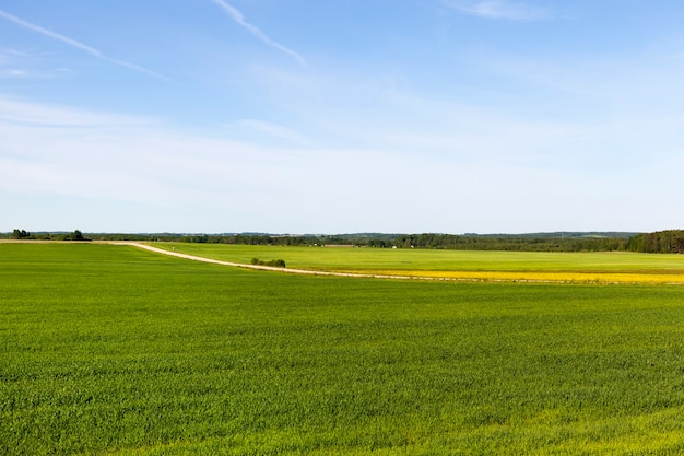 Se i Campi economici con diverse piante di verde e altri colori