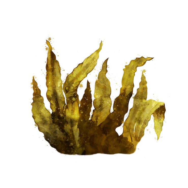 Foto sea kelp, illustrazione isolata acquerello di alga.