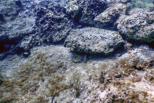 Sea Life Underwater Rocks Luce solare, vita sottomarina, fauna selvatica