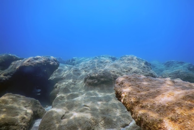 Sea Life Underwater Rocks Vita sottomarina alla luce del sole