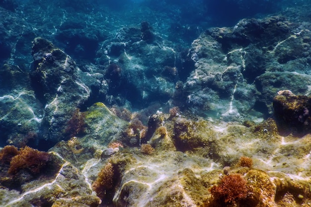 Sea Life Underwater Rocks Vita sottomarina alla luce del sole