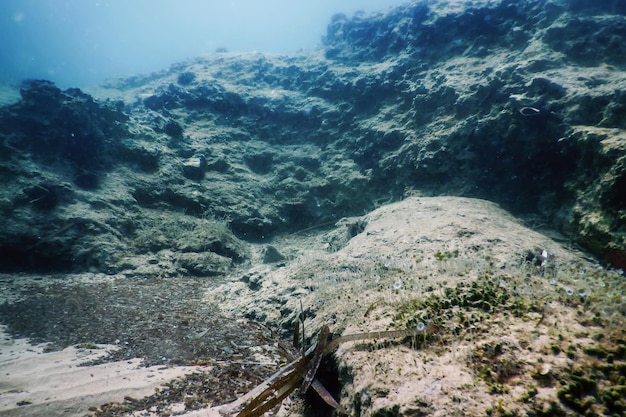 Sea Life Underwater Rocks Vita sottomarina alla luce del sole