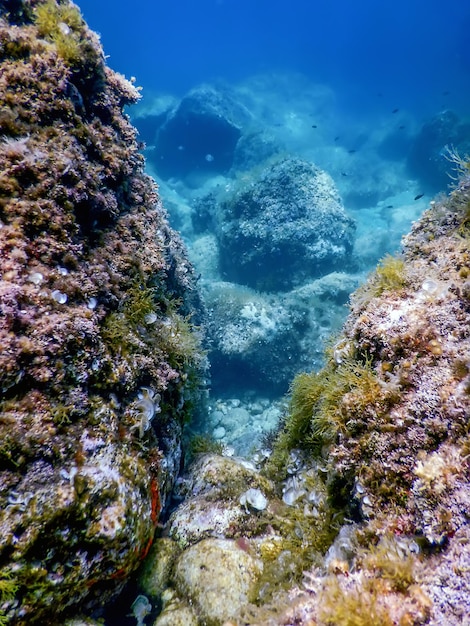 Sea Life Underwater Rocks Vita sottomarina alla luce del sole