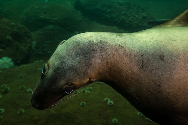 Sea Lion nuotare sott'acqua nell'Oceano Pacifico