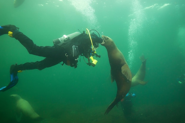 Sea Lion nuotare sott'acqua nell'Oceano Pacifico