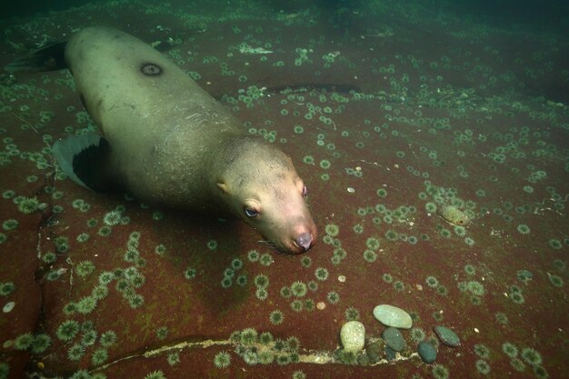 Sea Lion nuotare sott'acqua nell'Oceano Pacifico