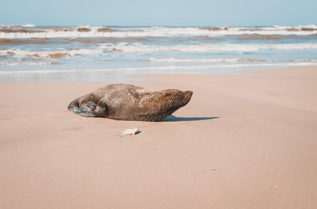 Sea Lion sdraiato sulla sabbia della spiaggia