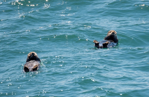 Sea Otter che galleggia nella baia di Resurrection vicino a Seward