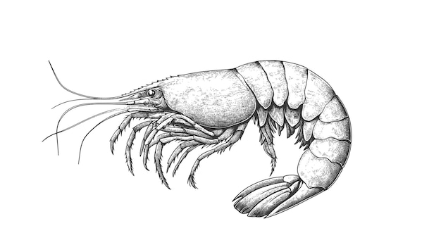 Seafood shrimp prawn Vintage retro print black white seafood shrimp prawn sketch