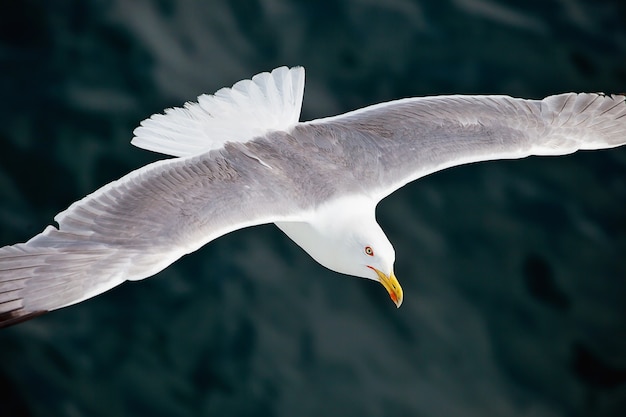 Seagul che sorvola il mare