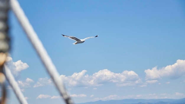 Seagul che vola vicino alla nave