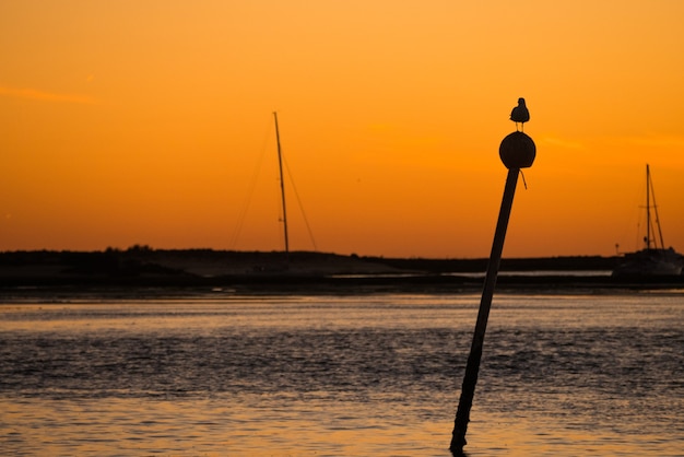 Seagull arroccato sul post in mare.