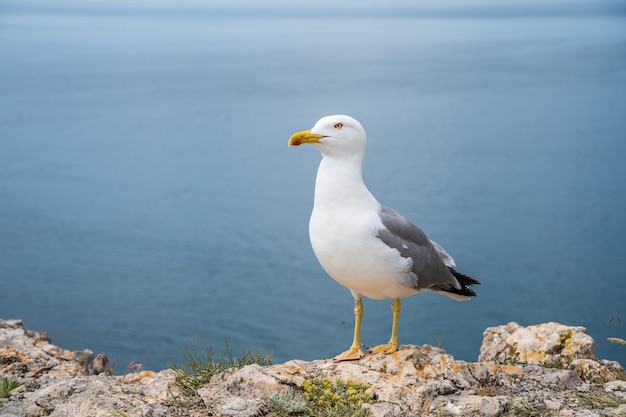 Seagull Close-up - Una vista ravvicinata di un gabbiano in piedi su una roccia in riva al mare e girando la testa verso la telecamera.