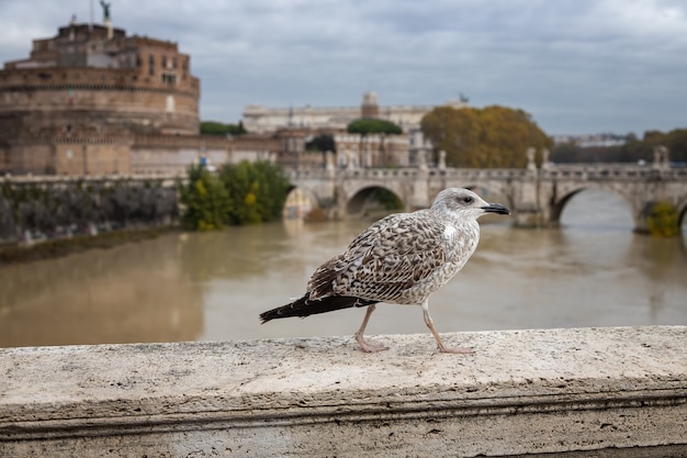 Seagull siede sul parapetto di un ponte sul Tevere Roma Italia