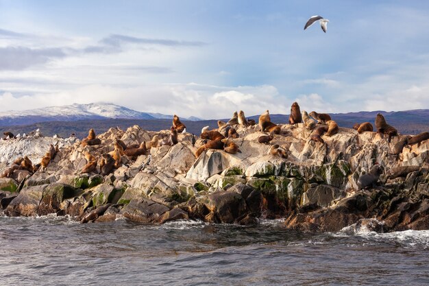 Seal Island vicino a Ushuaia
