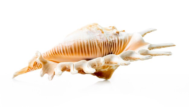 Seashell isolato su bianco