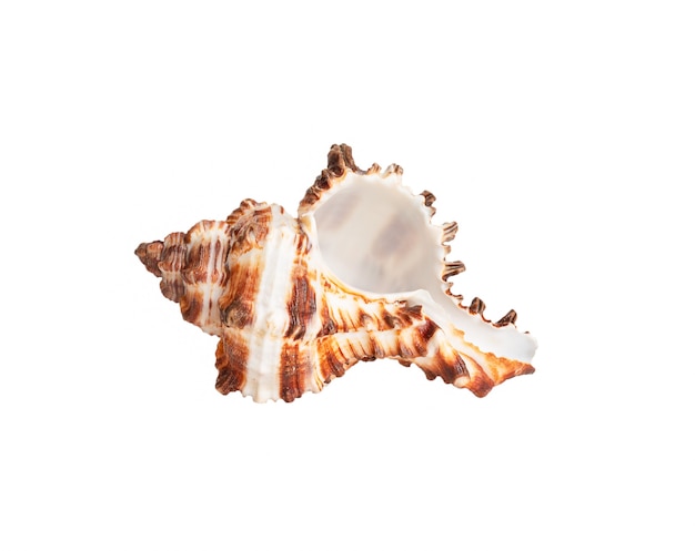 Seashell isolato sulla parete bianca