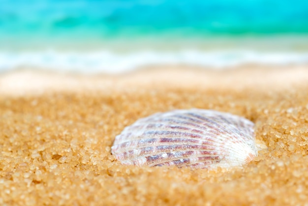 Seashell nella sabbia sullo sfondo della spiaggia e del mare