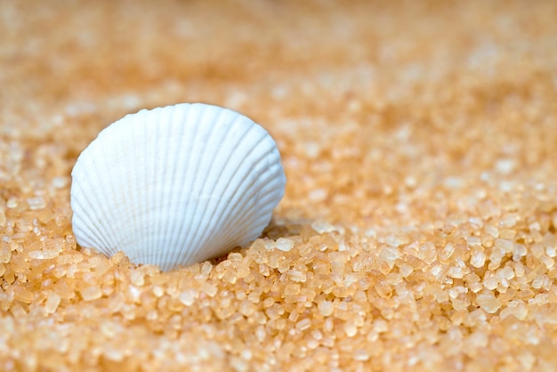 Seashell nella sabbia sullo sfondo della spiaggia e del mare