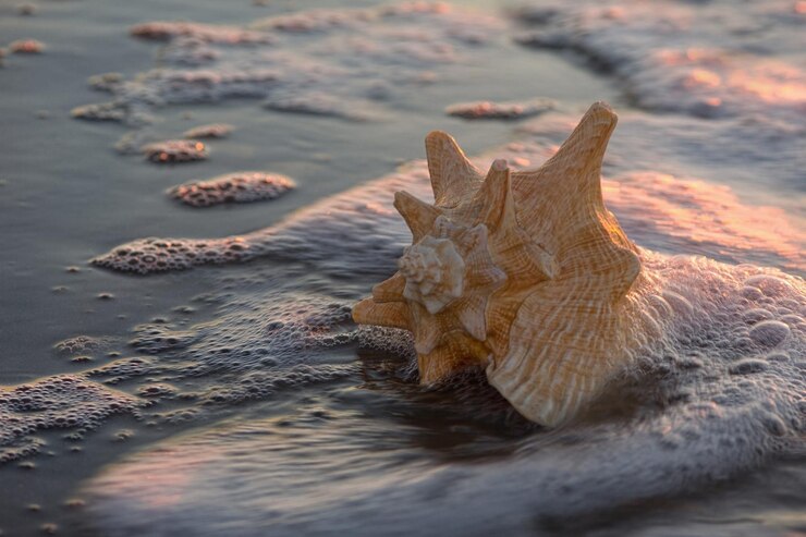 Seashell sulla sabbia nella schiuma.