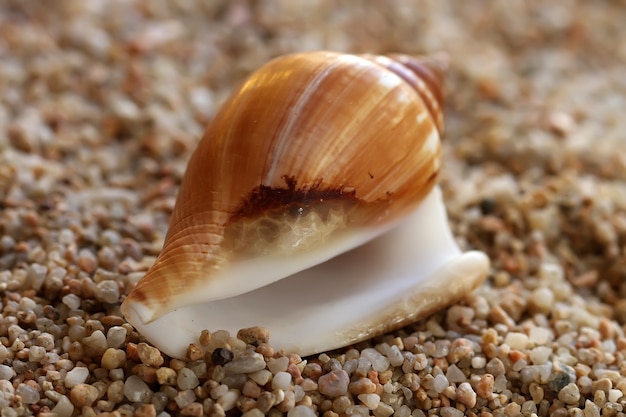 Seashell sulla spiaggia