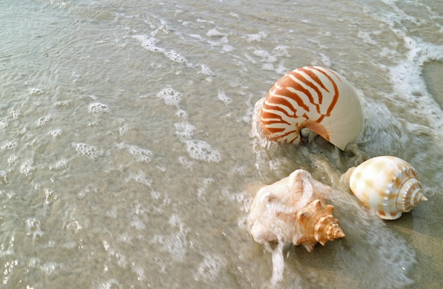 Seashells naturali sulla spiaggia di sabbia che si schianta dall&#39;onda, Tailandia