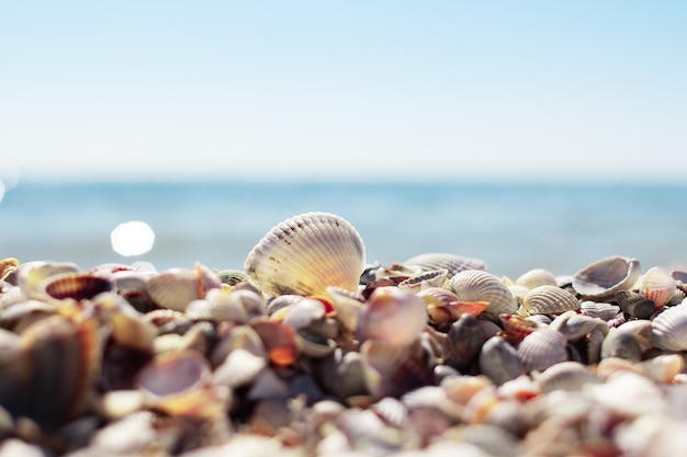 Seashells sulla spiaggia