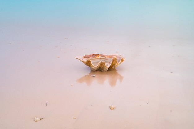 Seashells sulla spiaggia