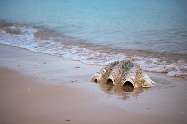 Seashells sulla spiaggia