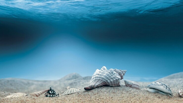 Seashells Underwater