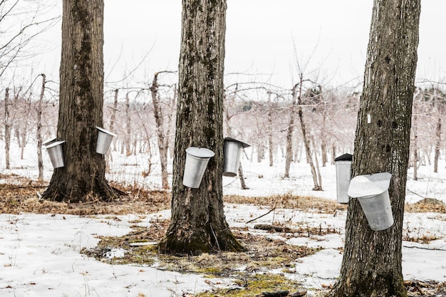 Secchi della foresta di linfa d'acero sugli alberi