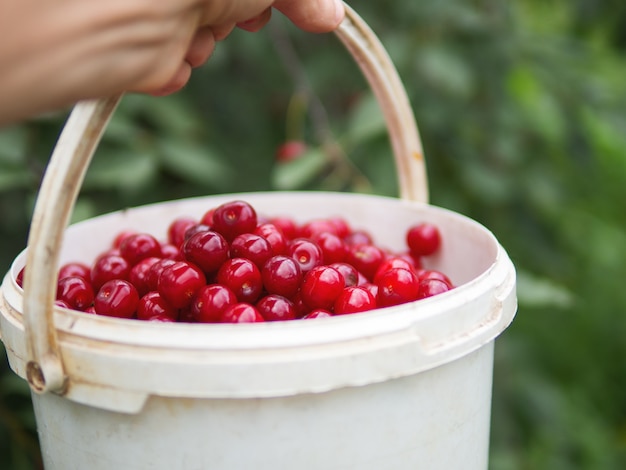 Secchio di ciliegie rosse fresche