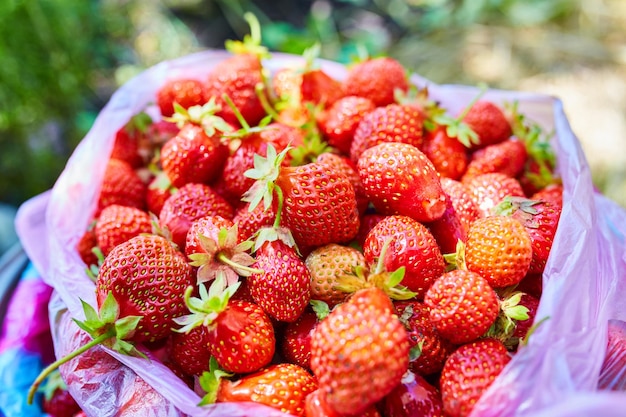 Secchio di fragole appena raccolte dall'orto