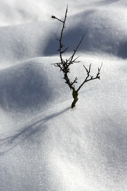 secco ramo solitario albero metafora neve inverno dune deserto