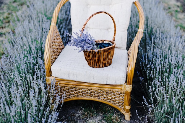 Sedia con cesto di fiori in un campo di lavanda