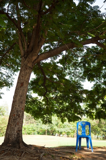 Sedia sotto un albero.