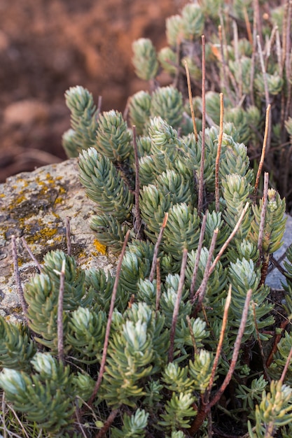 Sedum stonecrop