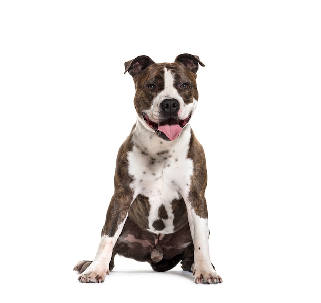 Seduta ansimante del cane di Staffordshire Terrier americano, isolata