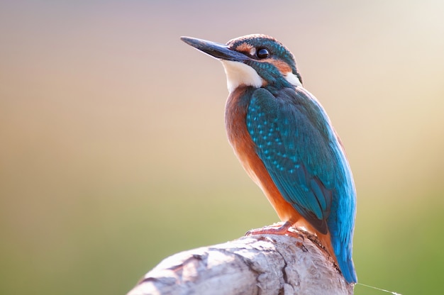 Seduta comune del martin pescatore