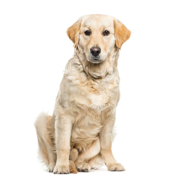 Seduta del cane del golden retriever, tagliata