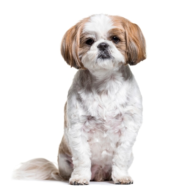 Seduta del cane di Shih tzu